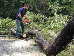 Reliable Hornsby Bend, TX Tree Care Solutions