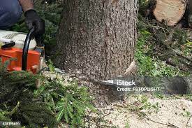 Best Commercial Tree Services  in Hornsby Bend, TX