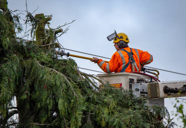 Best Utility Line Clearance  in Hornsby Bend, TX