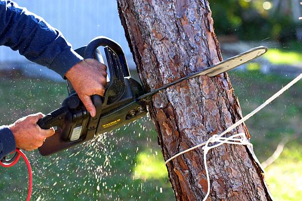 Trusted Hornsby Bend, TX Tree Care Experts
