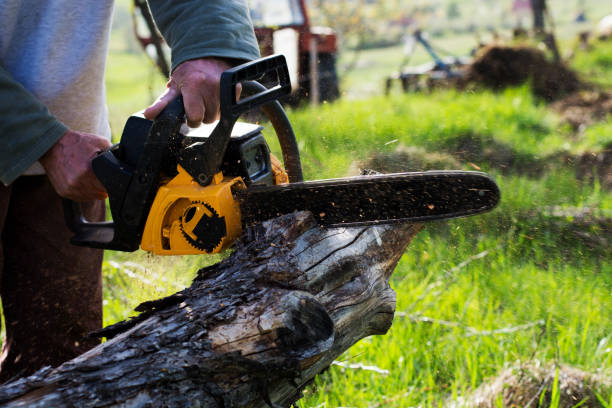 Best Hazardous Tree Removal  in Hornsby Bend, TX