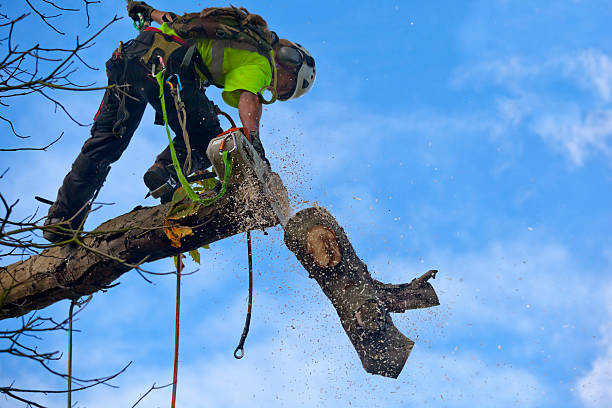 Best Tree Maintenance Programs  in Hornsby Bend, TX