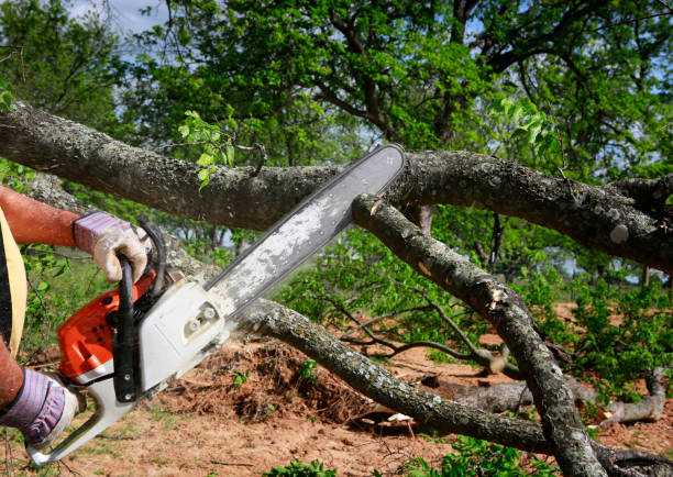 Best Lawn Mowing  in Hornsby Bend, TX